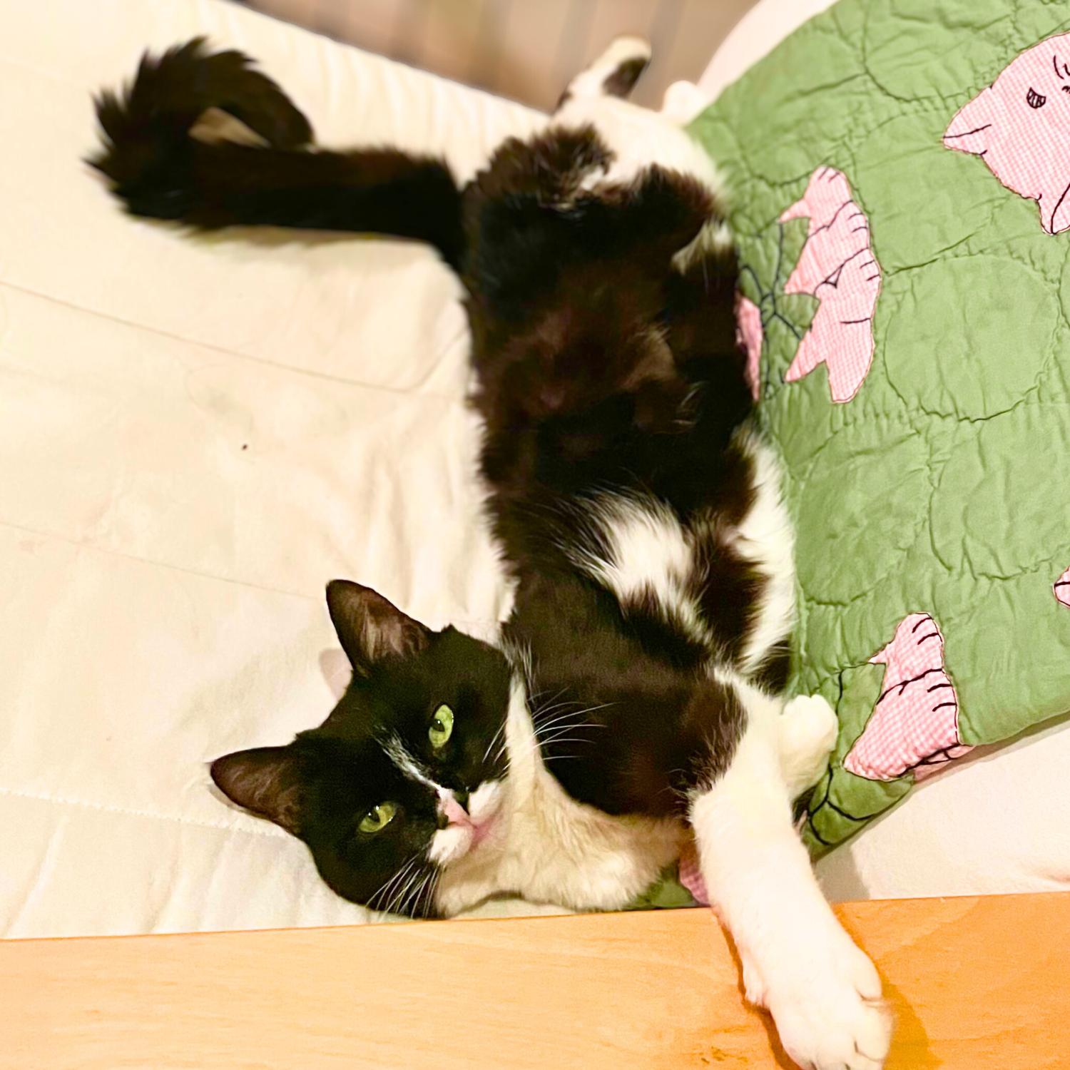 Enlarge Chartreuse, a ADOPTABLE mixed breed in New York, NY image 4/6