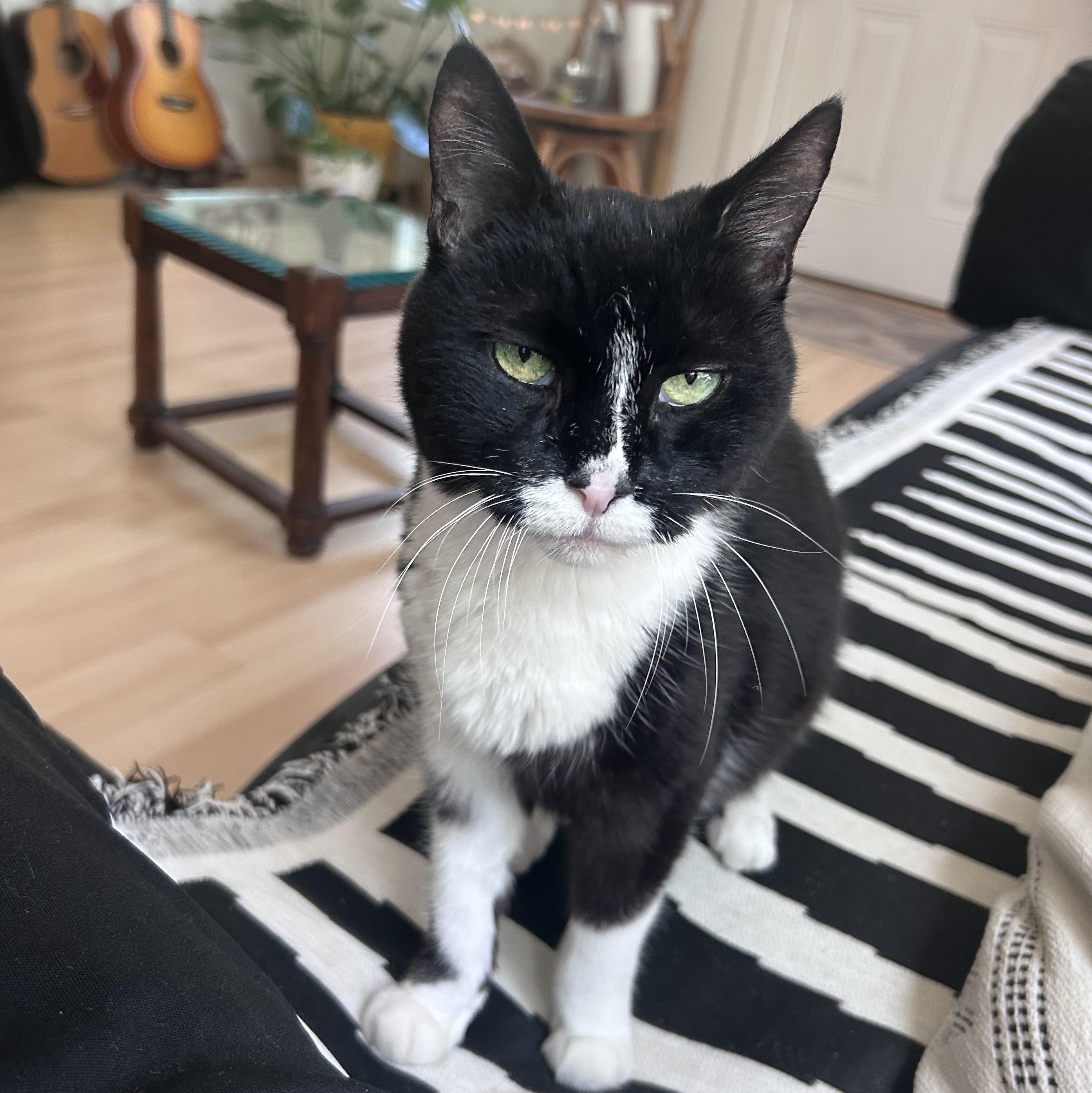 Chartreuse, ADOPTABLE, Senior Female Domestic Short Hair.