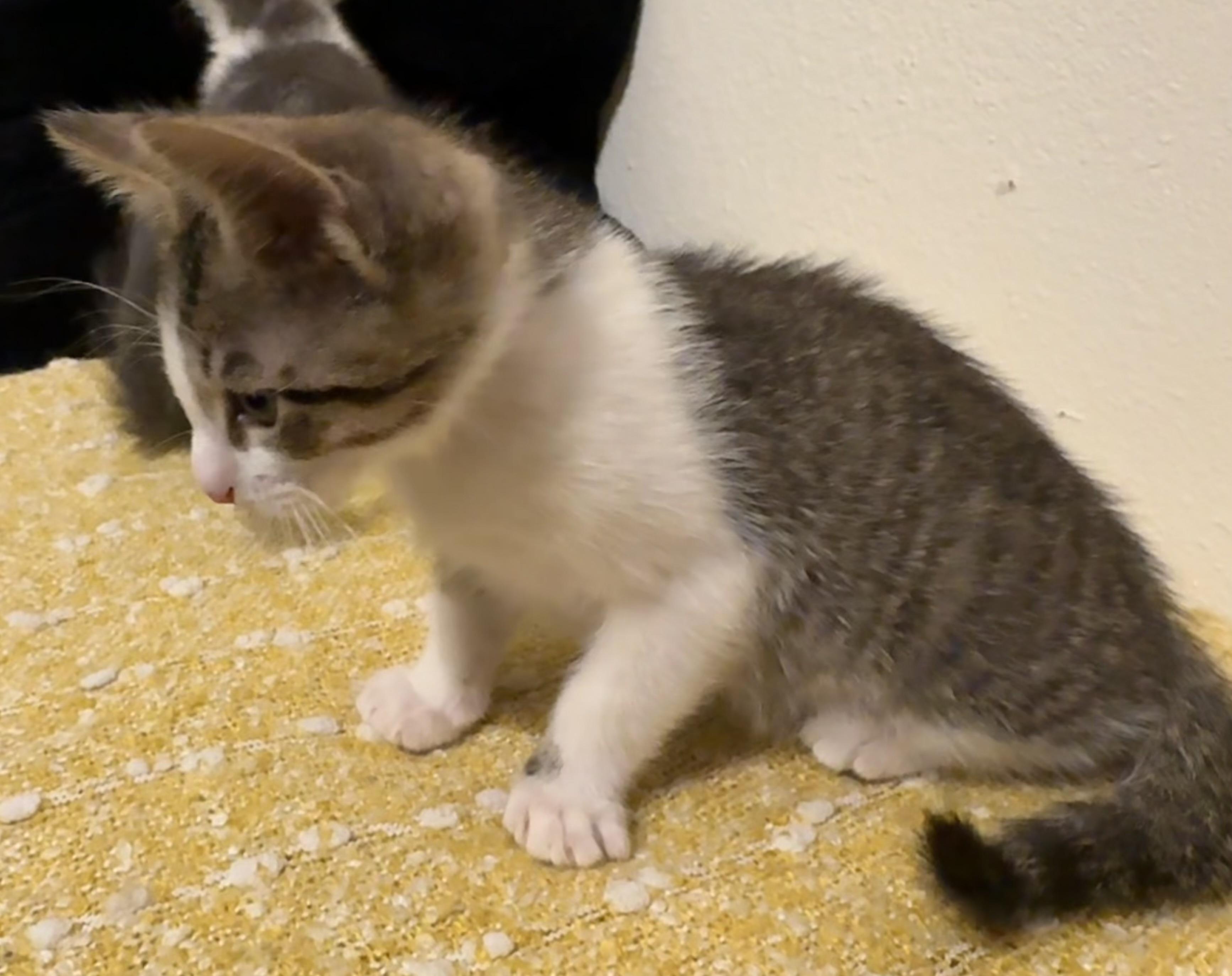 Enlarge Skittles, a Adoptable Domestic Short Hair in South Pasadena, CA image 1/4