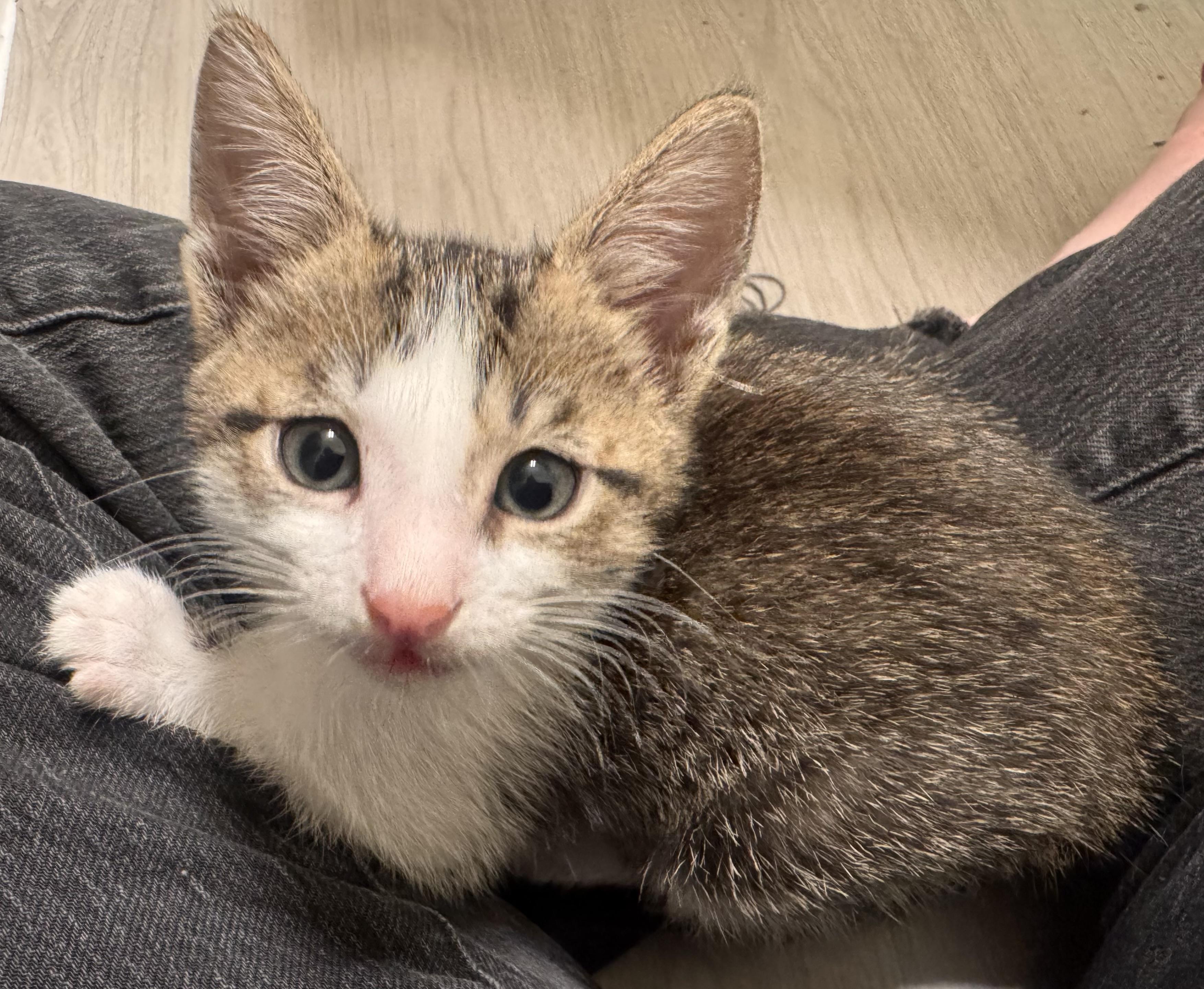 Enlarge Skittles, a Adoptable Domestic Short Hair in South Pasadena, CA image 3/4