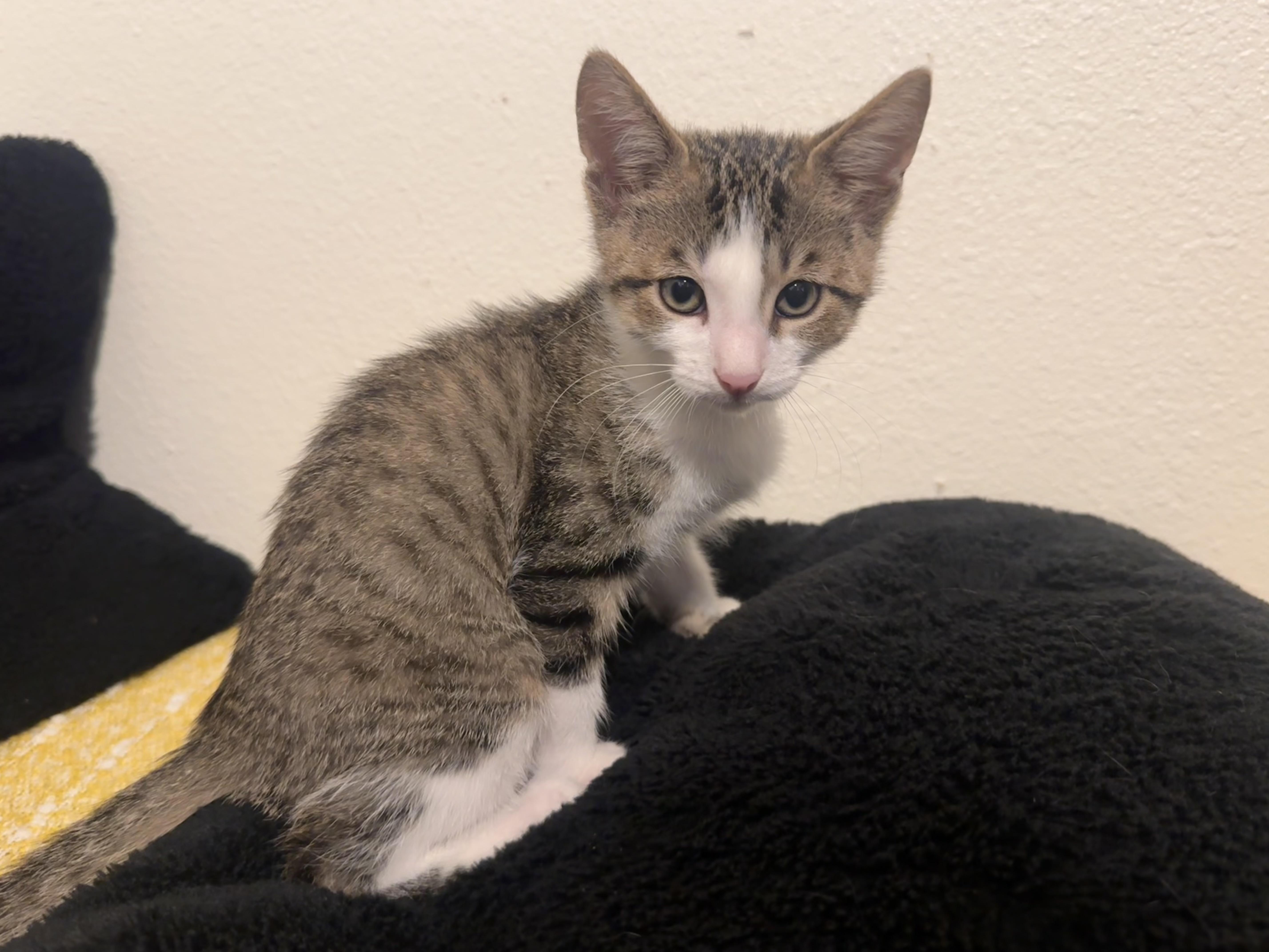Enlarge Skittles, a Adoptable Domestic Short Hair in South Pasadena, CA image 4/4