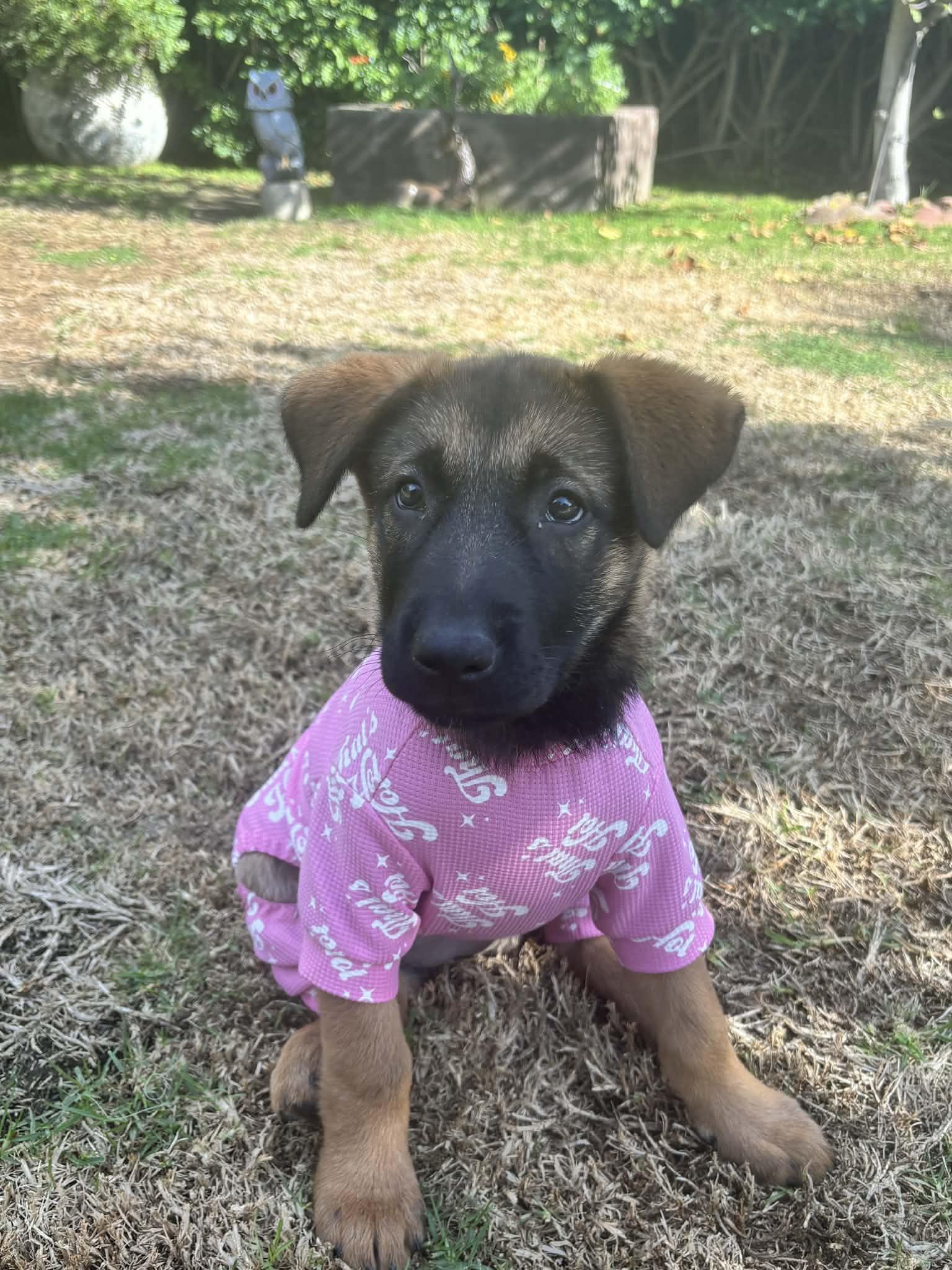 Enlarge Cali, an adopted mixed breed in Reseda, CA image 5/6