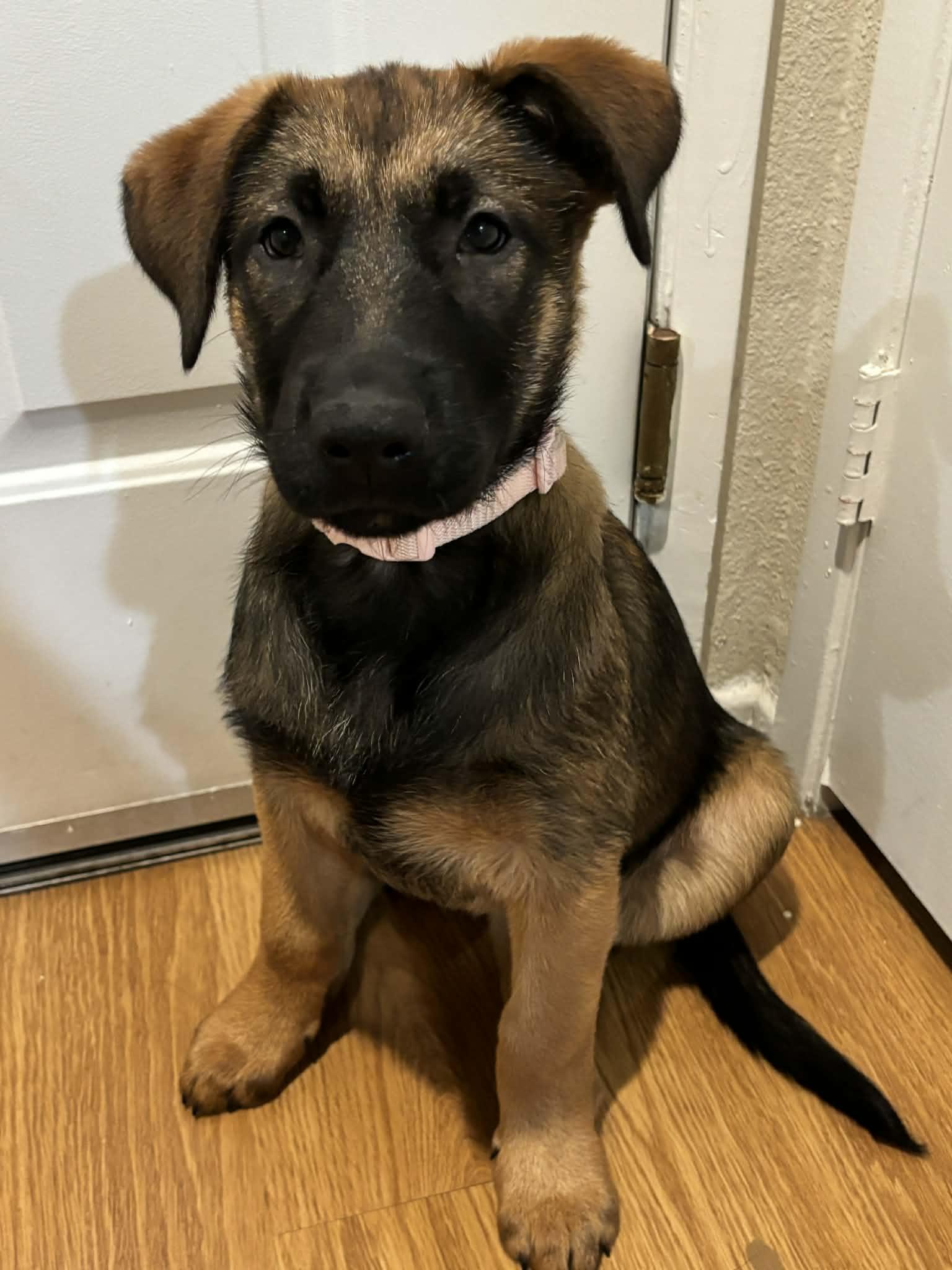 Enlarge Cali, an adopted mixed breed in Reseda, CA image 6/6