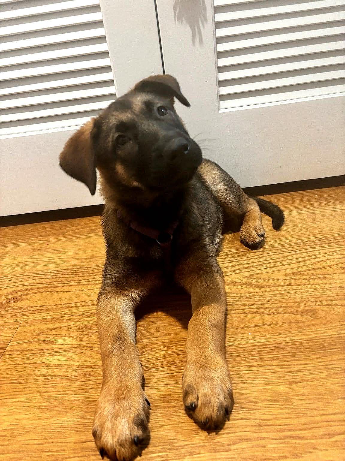 Enlarge Cali, an adopted mixed breed in Reseda, CA image 4/6