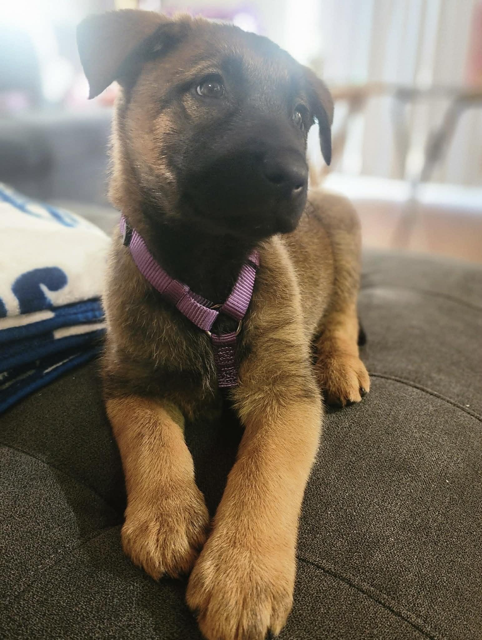 Enlarge Cali, an adopted mixed breed in Reseda, CA image 2/6