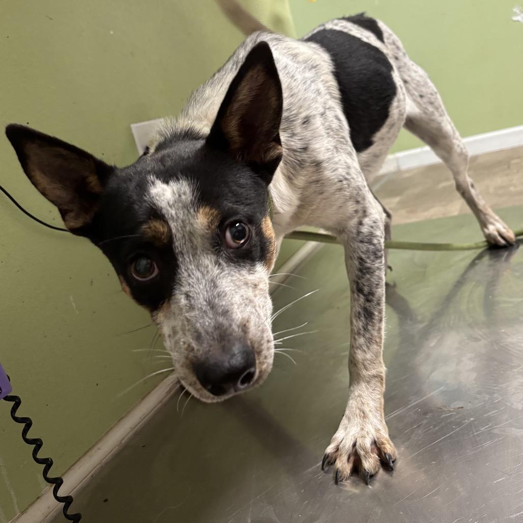 Dave, a Adoptable Australian Cattle Dog / Blue Heeler in Floresville, TX image 1/5