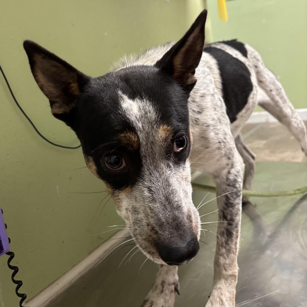 Dave, a Adoptable Australian Cattle Dog / Blue Heeler in Floresville, TX image 2/5