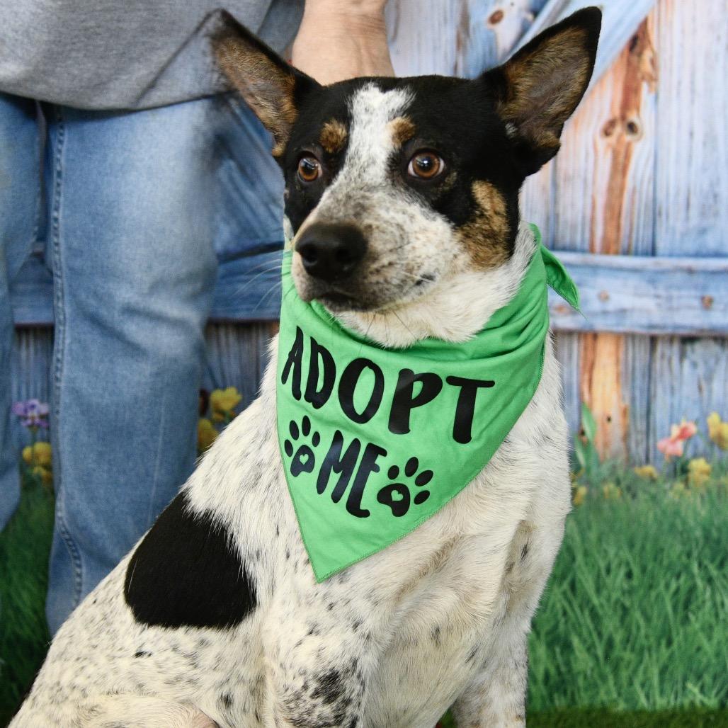 Dave, a Adoptable Australian Cattle Dog / Blue Heeler in Floresville, TX image 3/5