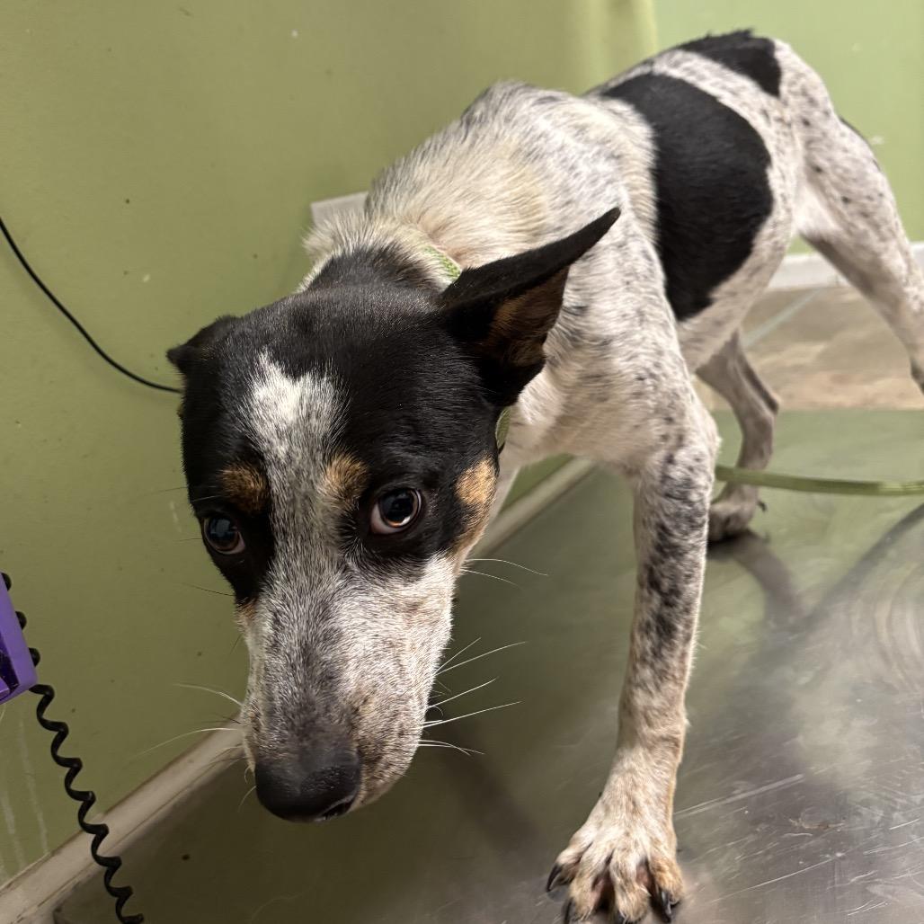 Dave, a Adoptable Australian Cattle Dog / Blue Heeler in Floresville, TX image 4/5