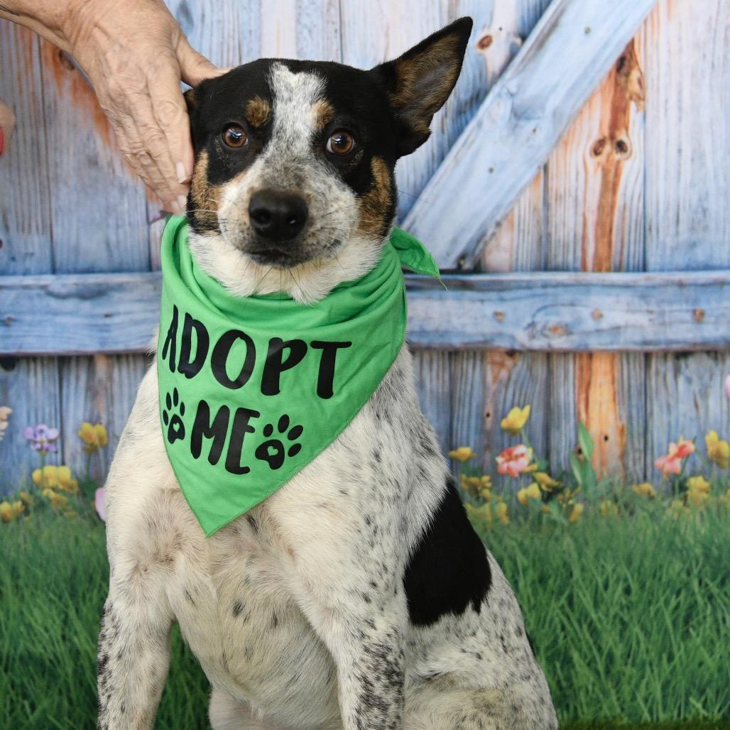 Dave, a Adoptable Australian Cattle Dog / Blue Heeler in Floresville, TX image 5/5
