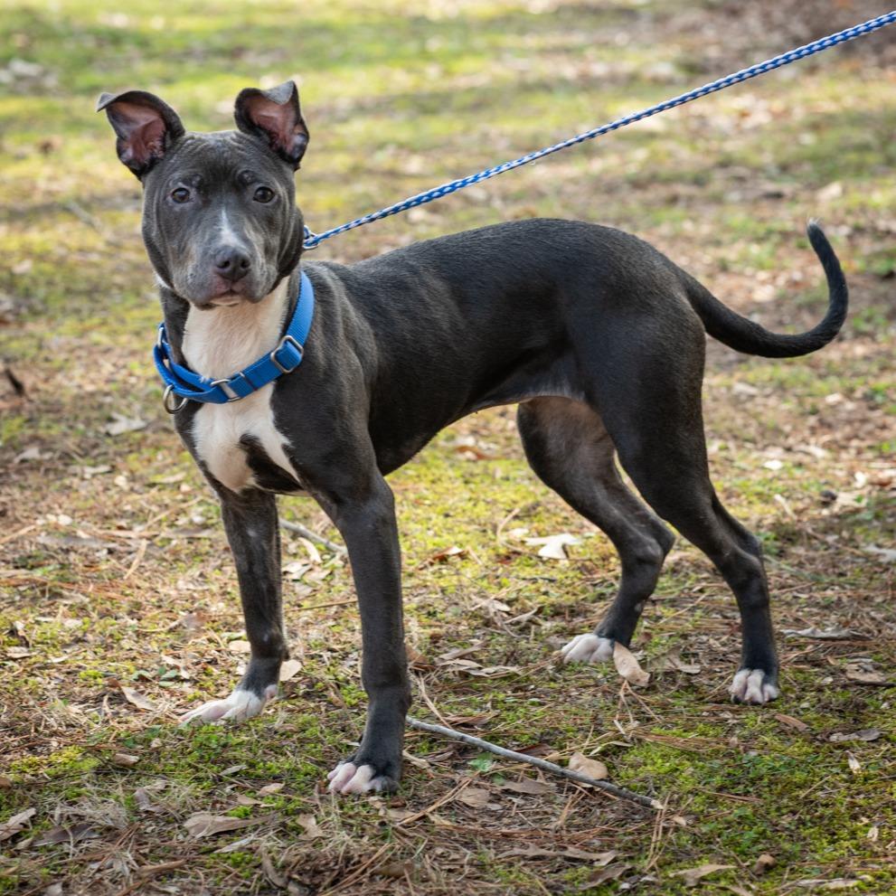 FRANCIS-30423, Adoptable, Young Female Pit Bull Terrier.