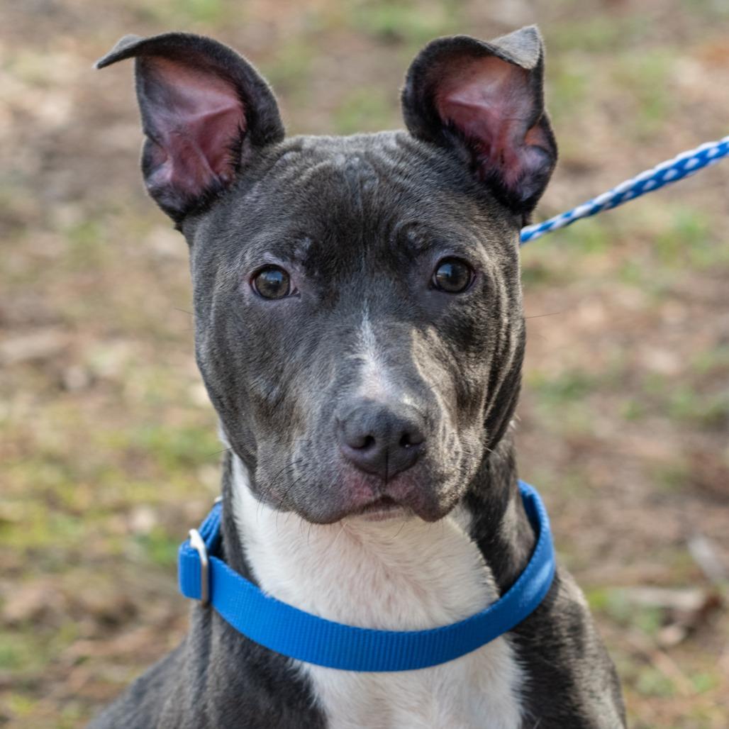 Enlarge FRANCIS-30423, a Adoptable Pit Bull Terrier in Bartlett, TN image 2/2