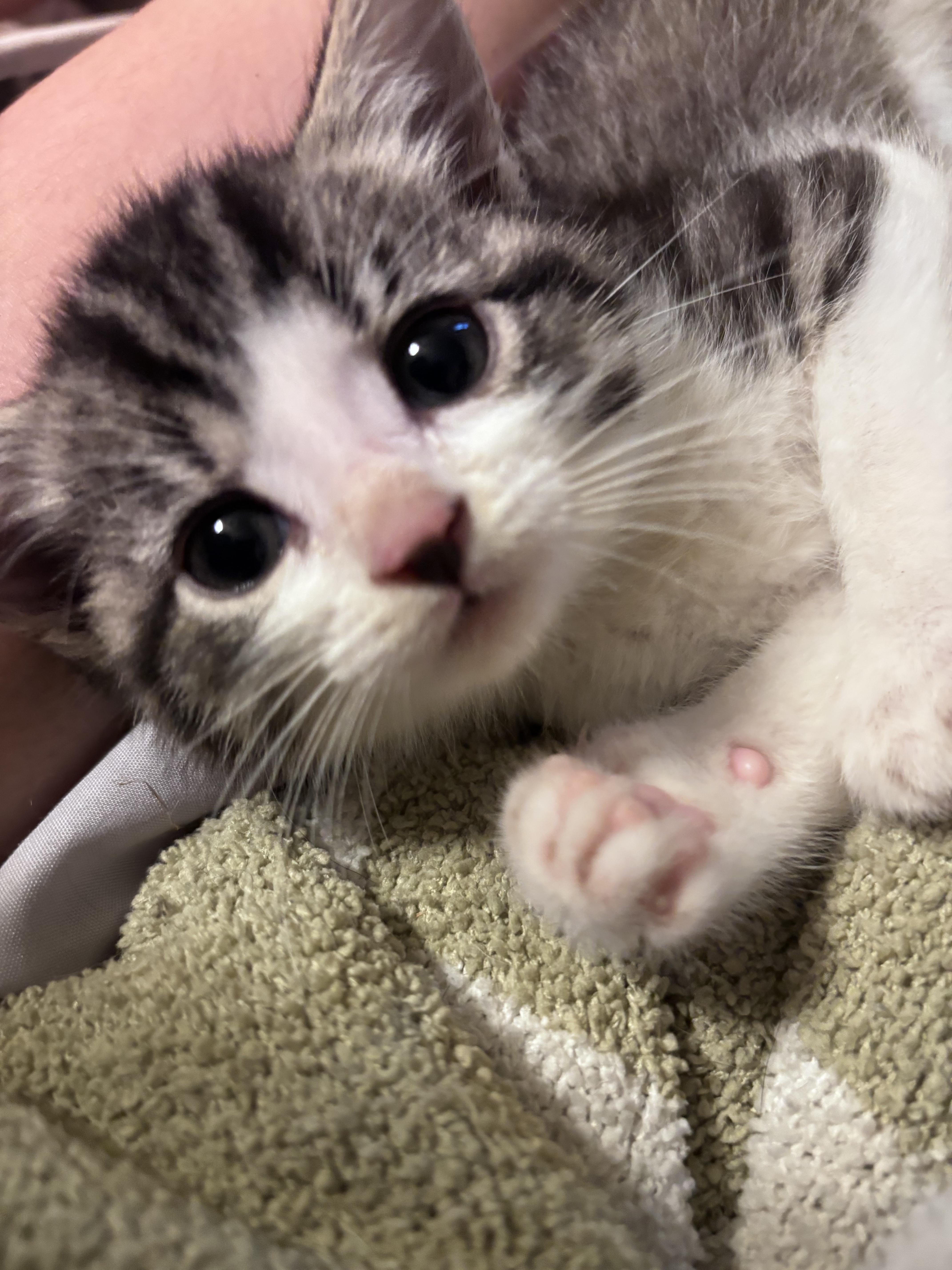 Smidge, ADOPTABLE, Kitten Male Domestic Short Hair.