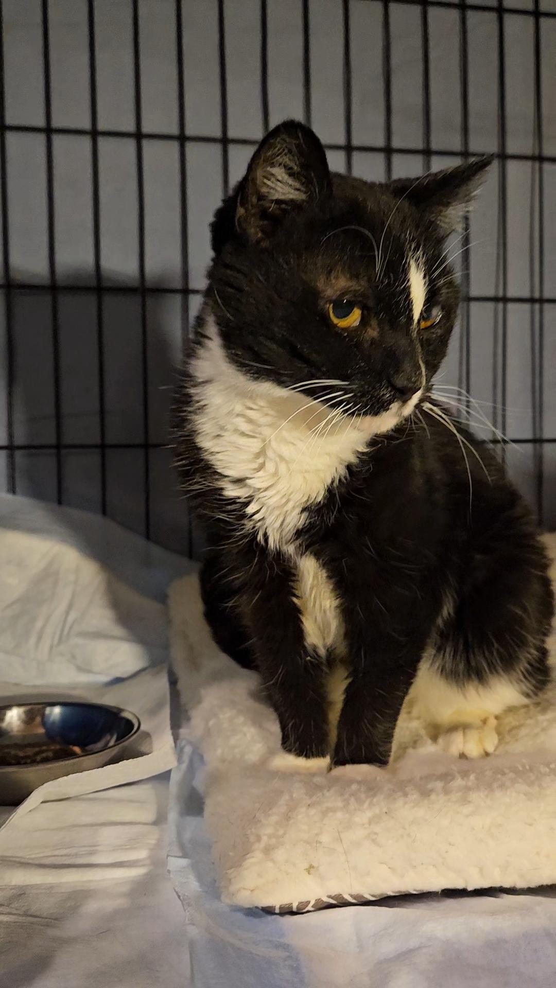 Mika N - Senior FIV Sweetheart — thumbnail 2