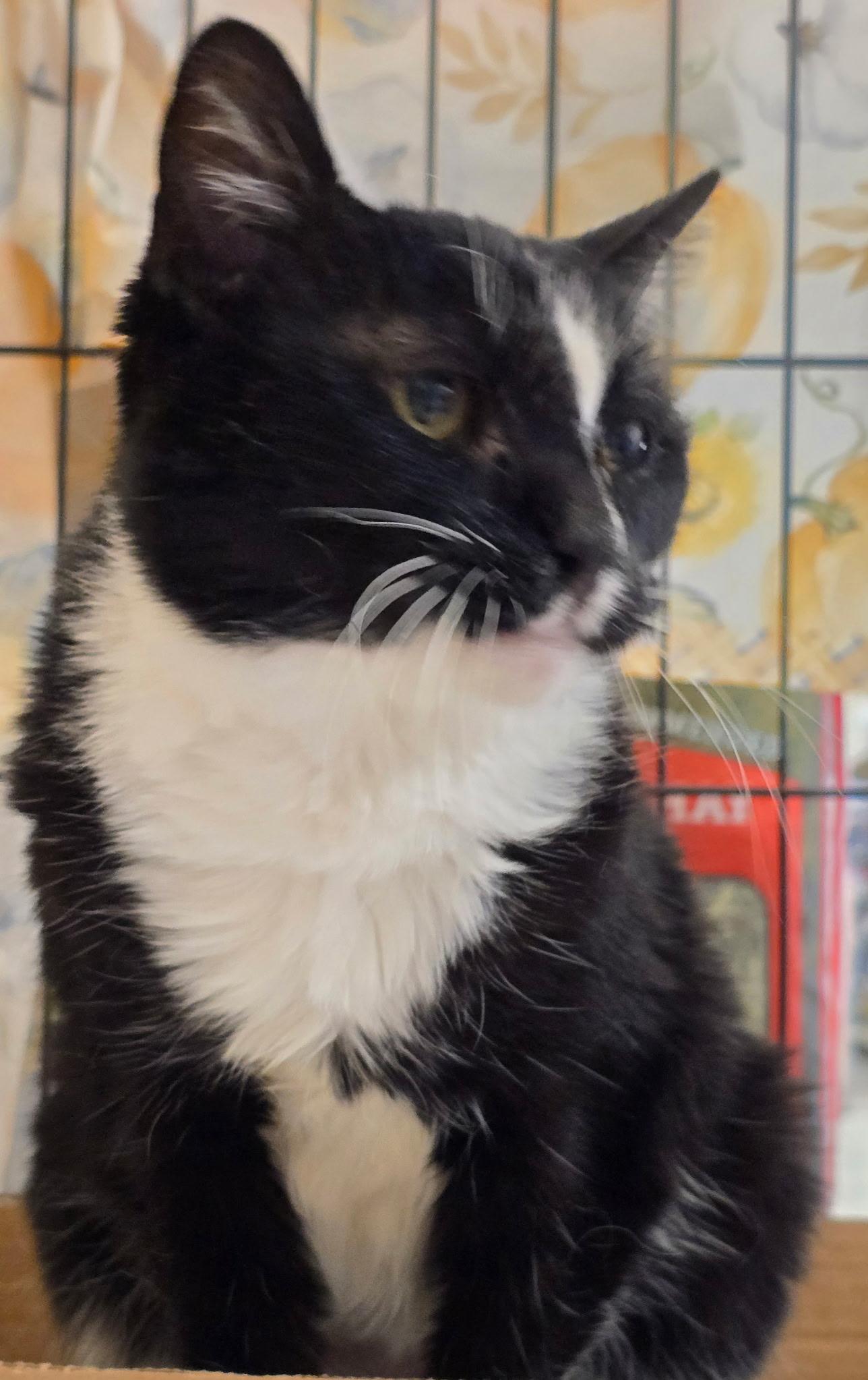 Mika N - Senior FIV Sweetheart — thumbnail 3