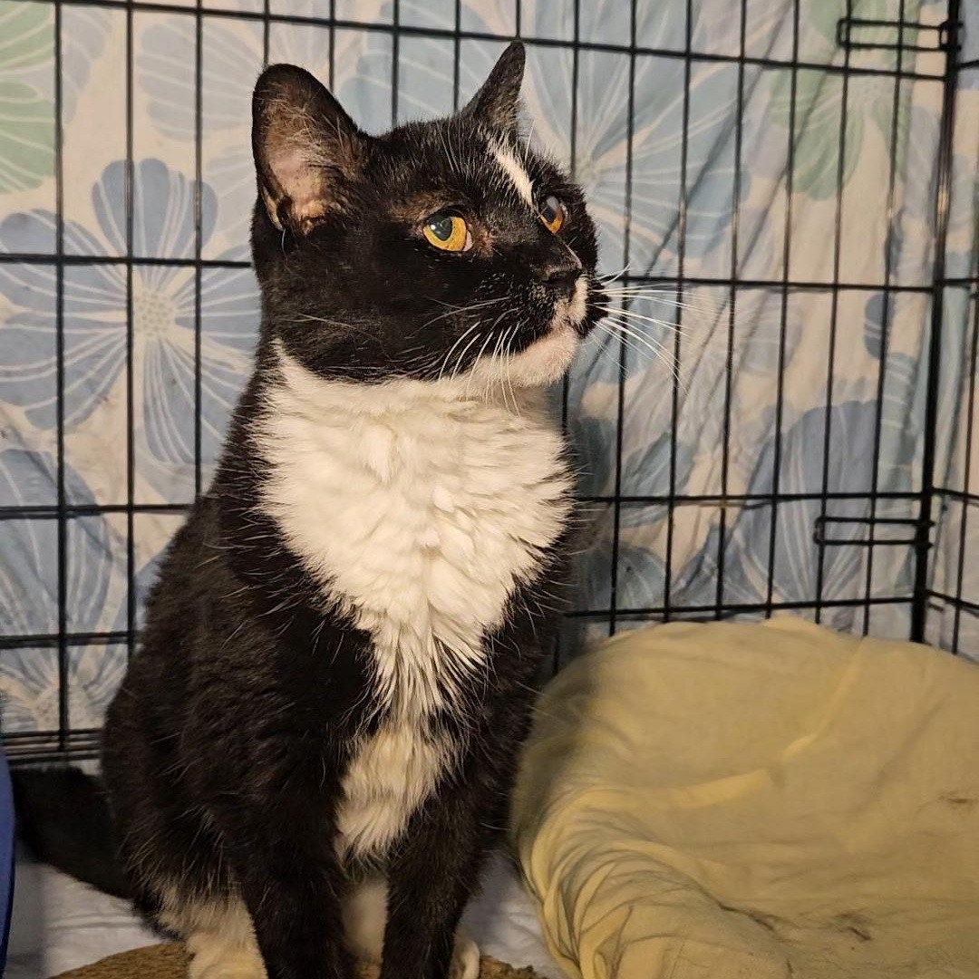 Mika N - Senior FIV Sweetheart — thumbnail 4