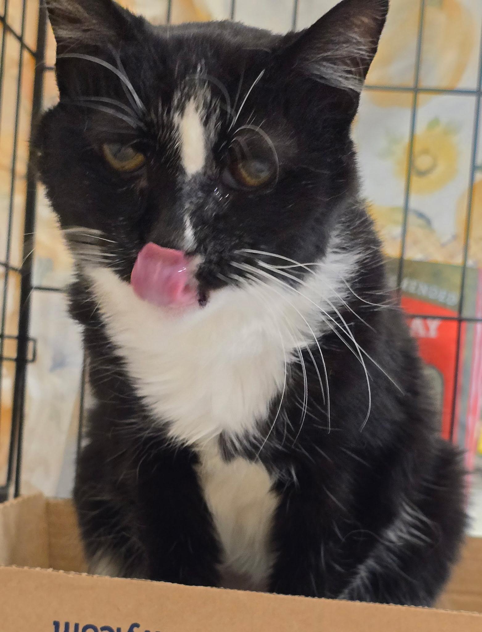 Mika N - Senior FIV Sweetheart — thumbnail 5