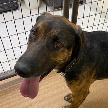 Dozer, a Adoptable mixed breed in Choteau, MT image 3/5