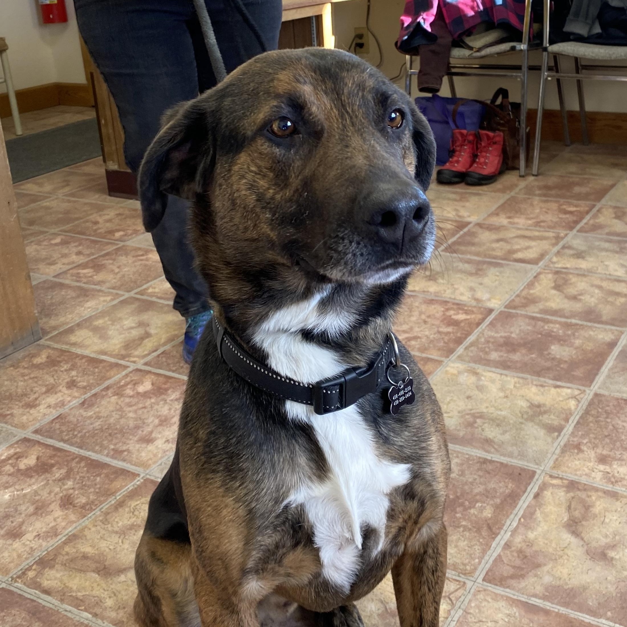 Dozer, an adoptable Black Mouth Cur in Choteau, MT, 59422 | Photo Image 1