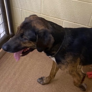 Dozer, a Adoptable mixed breed in Choteau, MT image 4/5