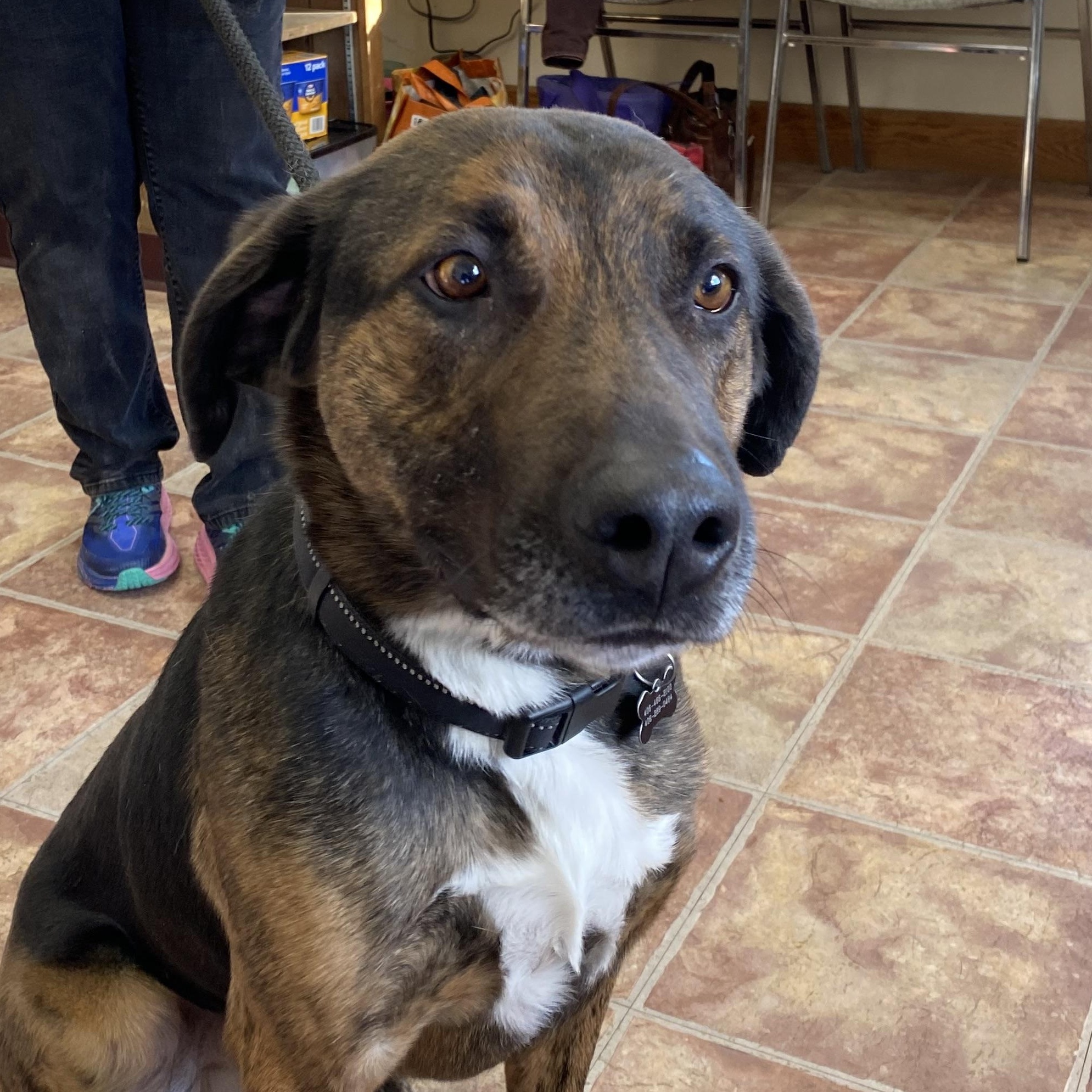 Dozer, Adoptable, Adult Male Black Mouth Cur.