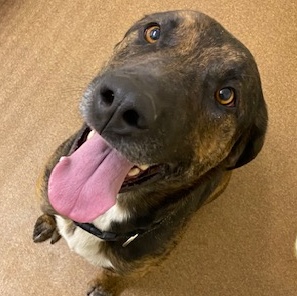 Dozer, a Adoptable mixed breed in Choteau, MT image 5/5