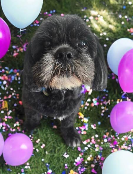 Nutt Butters, adopted, Senior Male Maltese.