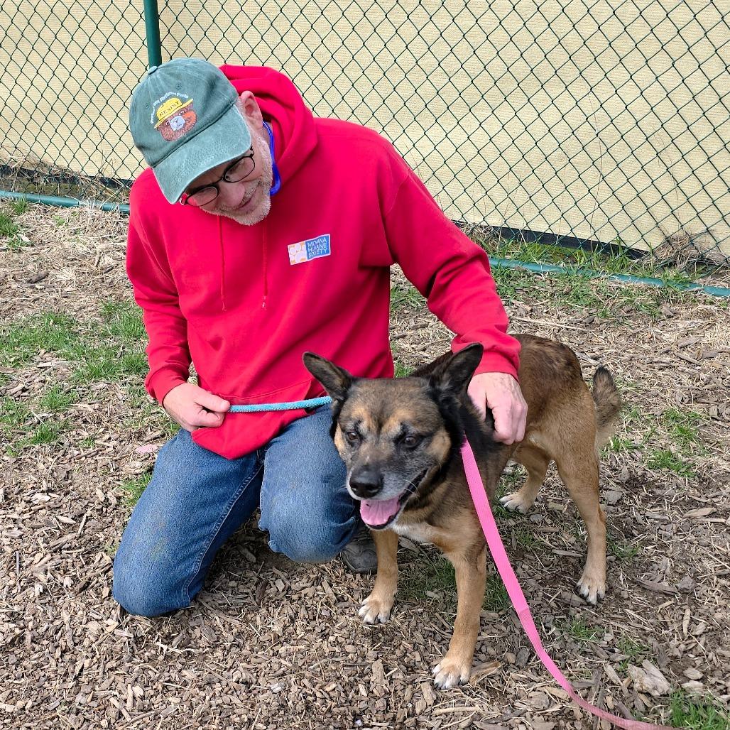 Max, Adoptable, Senior Male German Shepherd Dog.