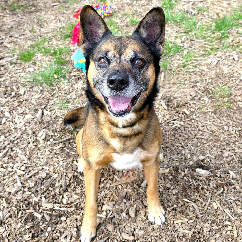 Enlarge Max, a Adoptable German Shepherd Dog in Michigan City, IN image 2/6