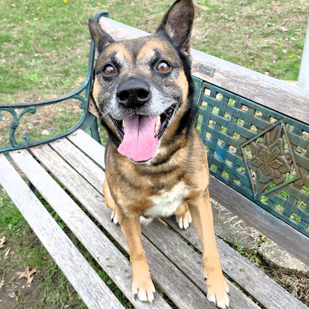 Enlarge Max, a Adoptable German Shepherd Dog in Michigan City, IN image 3/6
