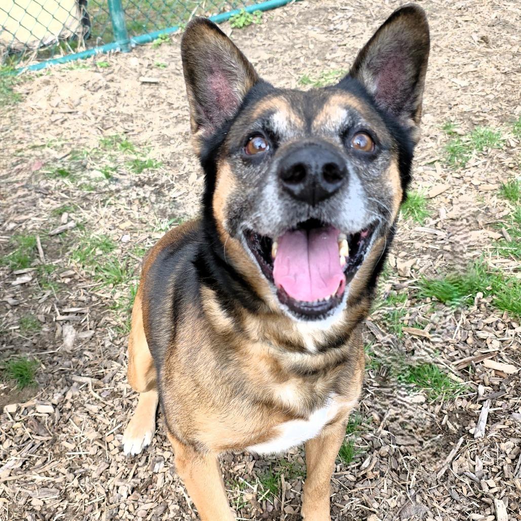 Enlarge Max, a Adoptable German Shepherd Dog in Michigan City, IN image 4/6