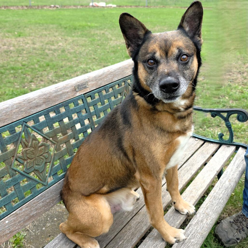 Enlarge Max, a Adoptable German Shepherd Dog in Michigan City, IN image 5/6