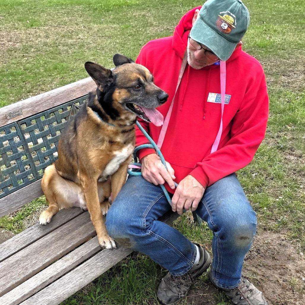 Enlarge Max, a Adoptable German Shepherd Dog in Michigan City, IN image 6/6