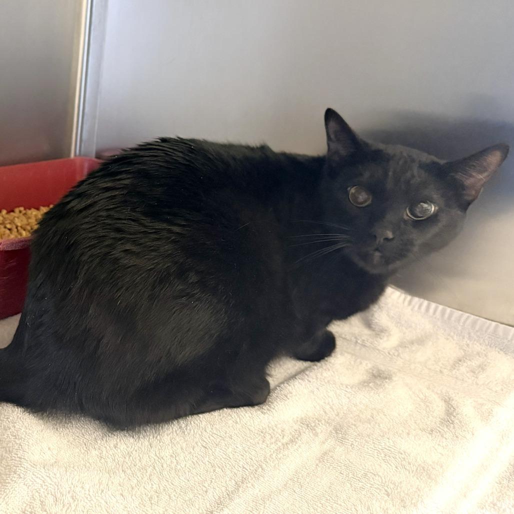 Theodore, Adoptable, Adult Male Domestic Short Hair.