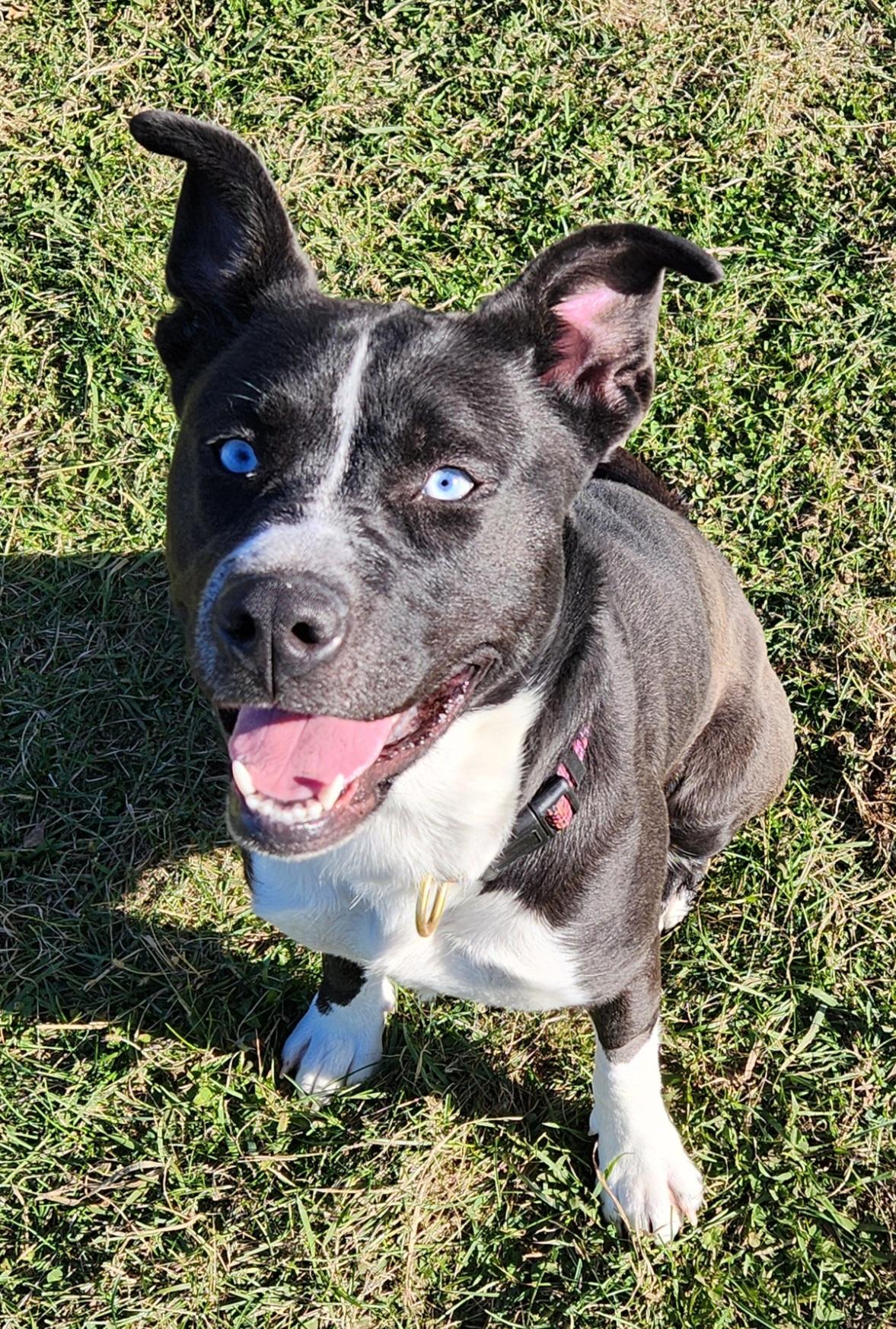 Sky, adopted, Adult Female Border Collie & Husky.