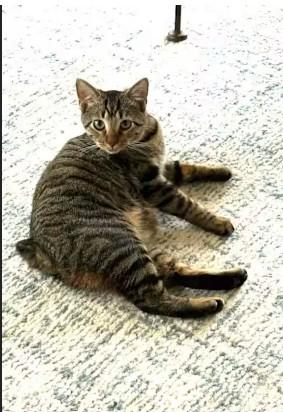 Enlarge Bunny C, a Adoptable mixed breed in Somerset, KY image 1/4