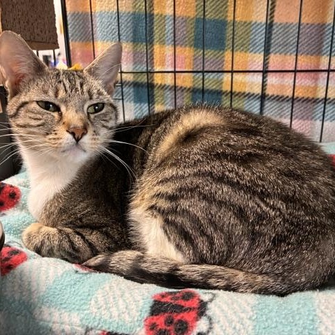 Olivia, ADOPTABLE, Young Female Domestic Short Hair.