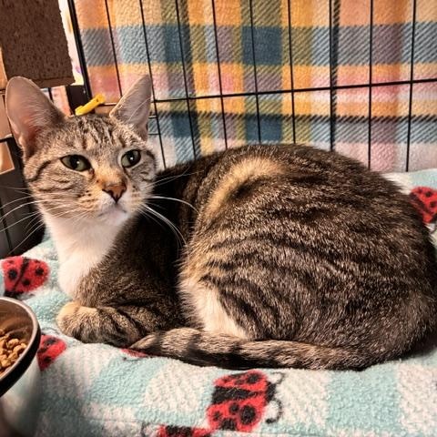 Olivia, a ADOPTABLE Domestic Short Hair in Stanhope, NJ image 2/2