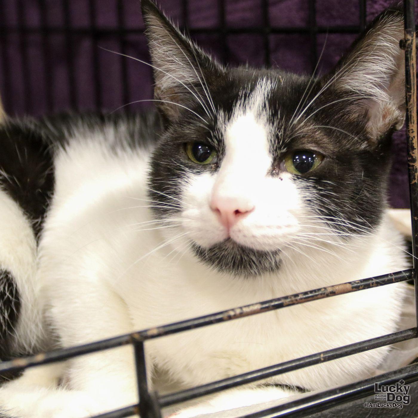 Little Betty, Adoptable, Young Female Domestic Short Hair.