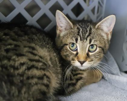 Panda Paws, Adoptable, Kitten Female Domestic Short Hair.