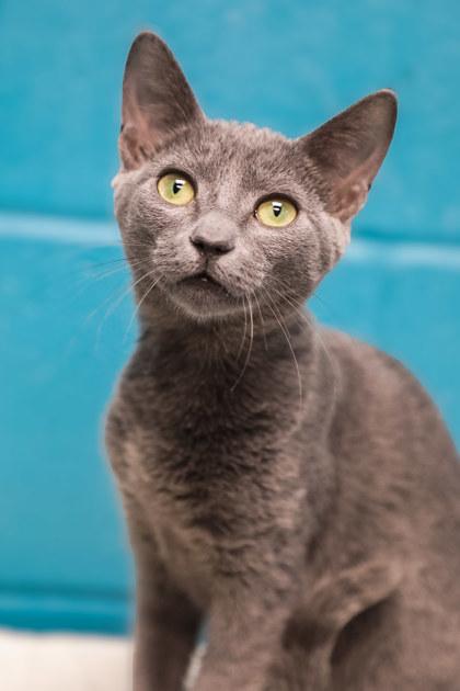 Smoky, Adoptable, Kitten Male Domestic Short Hair & Domestic Short Hair.