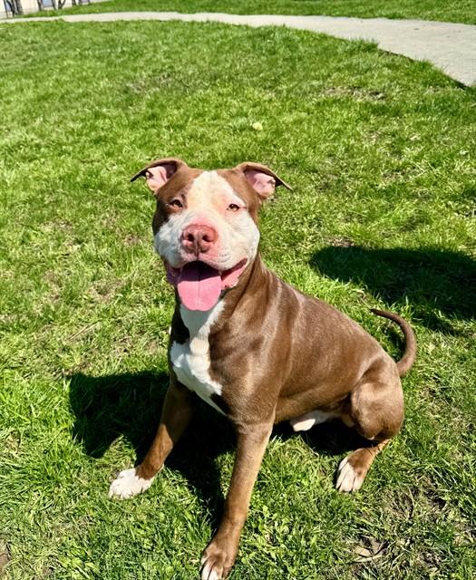 SONIC, Adoptable, Adult Male American Bulldog & Mixed Breed.