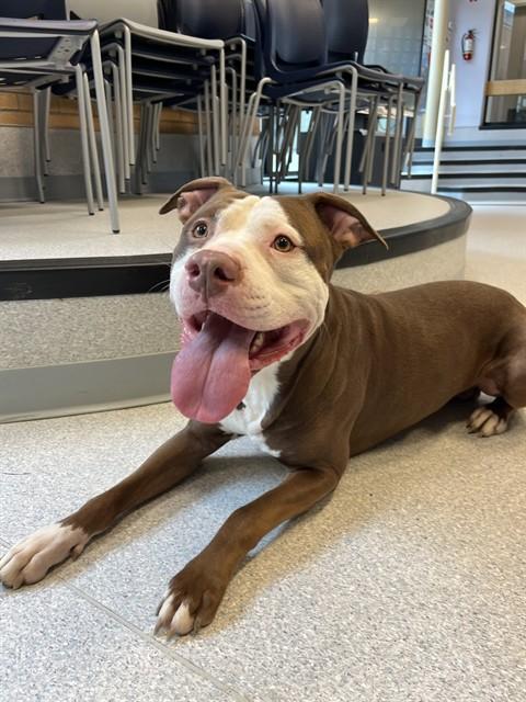 SONIC, Adoptable, Adult Male American Bulldog & Mixed Breed.