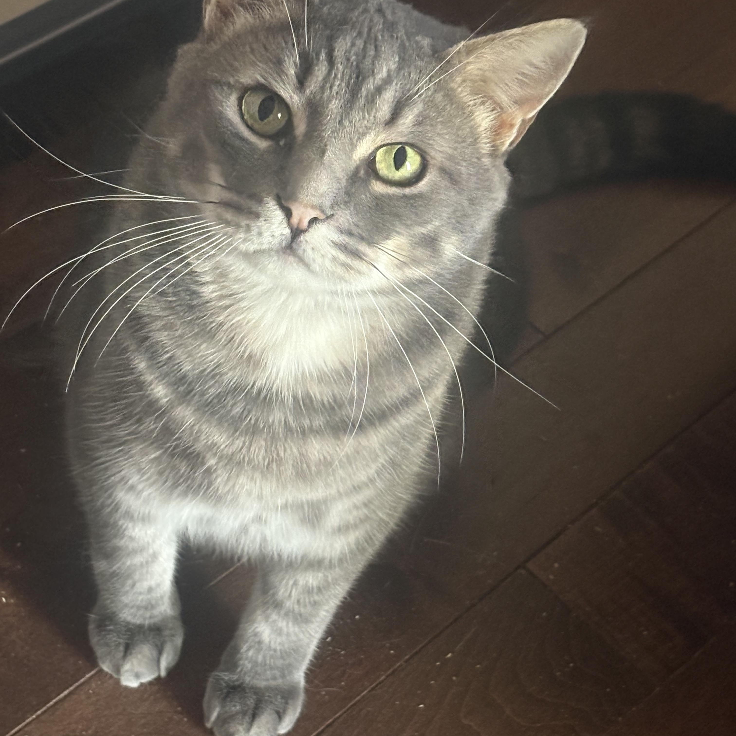 Mulligan, adoptable, Adult Male Domestic Short Hair.