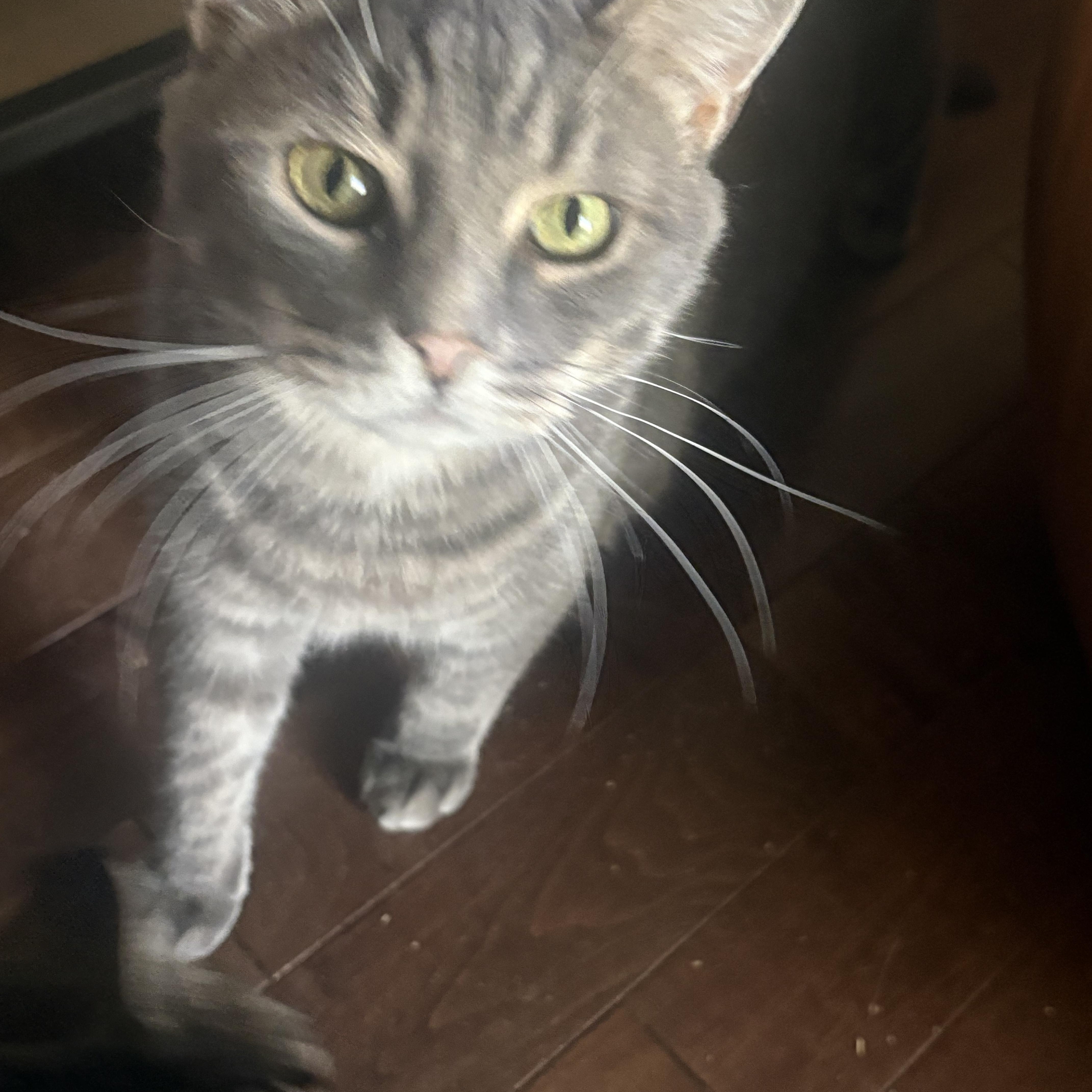 Mulligan, an adoptable Domestic Short Hair in Fredericton, NB image 3/3