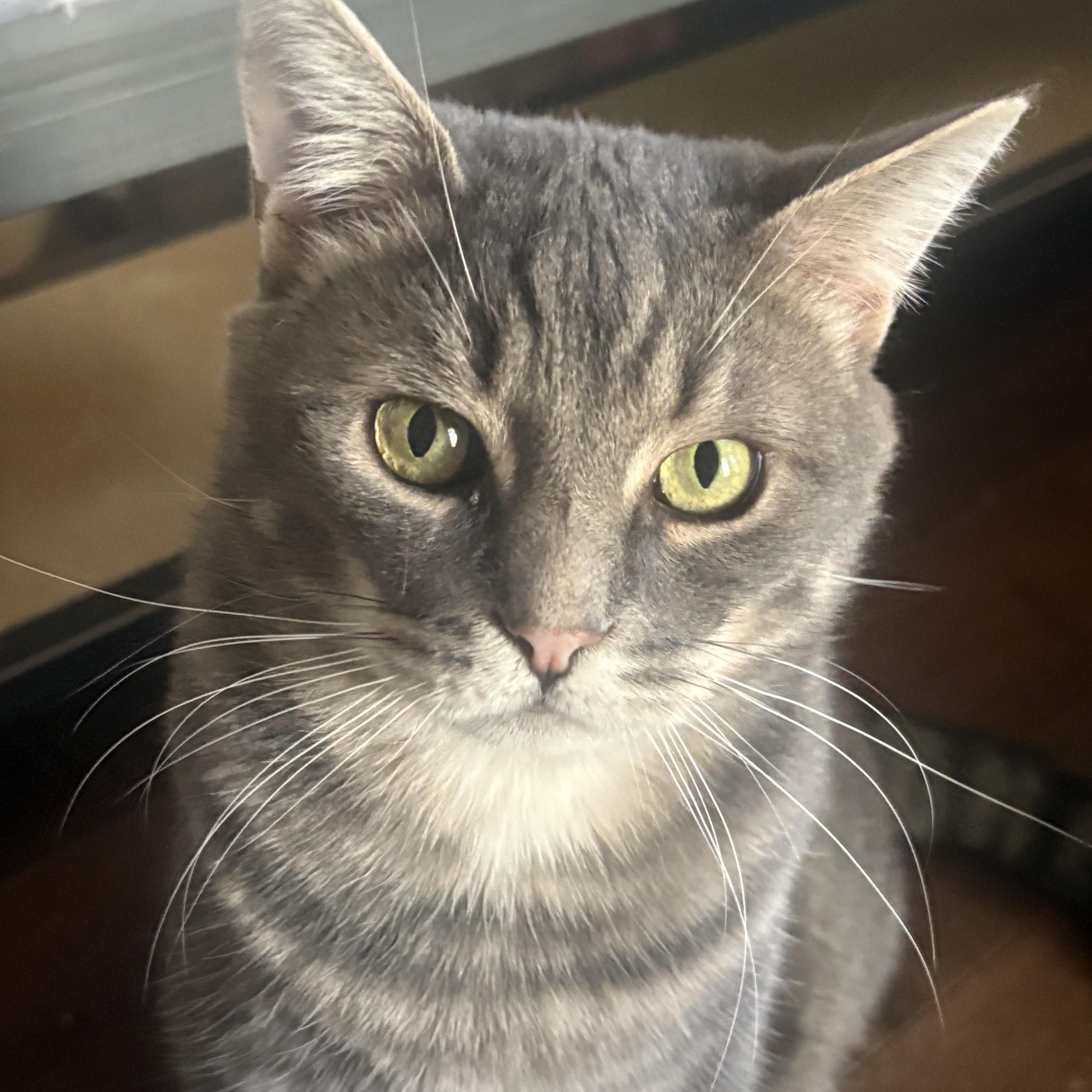 Mulligan, an adoptable Domestic Short Hair in Fredericton, NB image 2/3