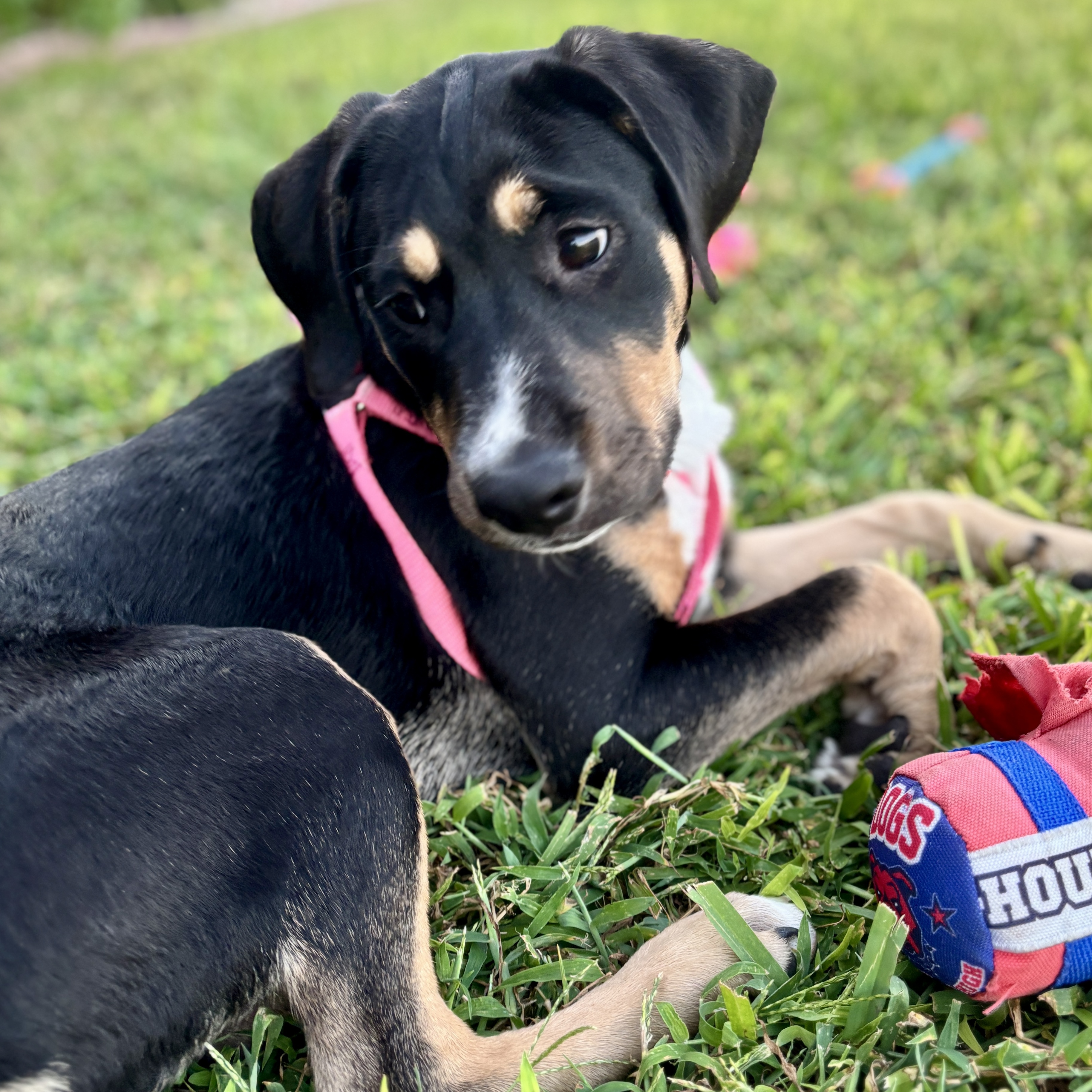 Dog for adoption Juliette, a Retriever & Terrier Mix in Cheyenne, WY