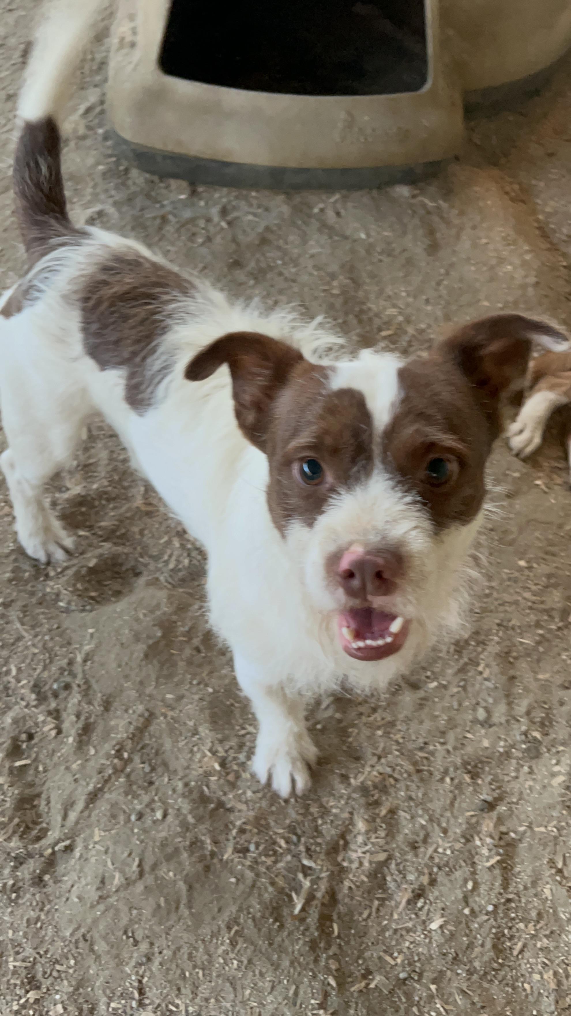 Russell, Adoptable, Young Male Jack Russell Terrier & Parson Russell Terrier.