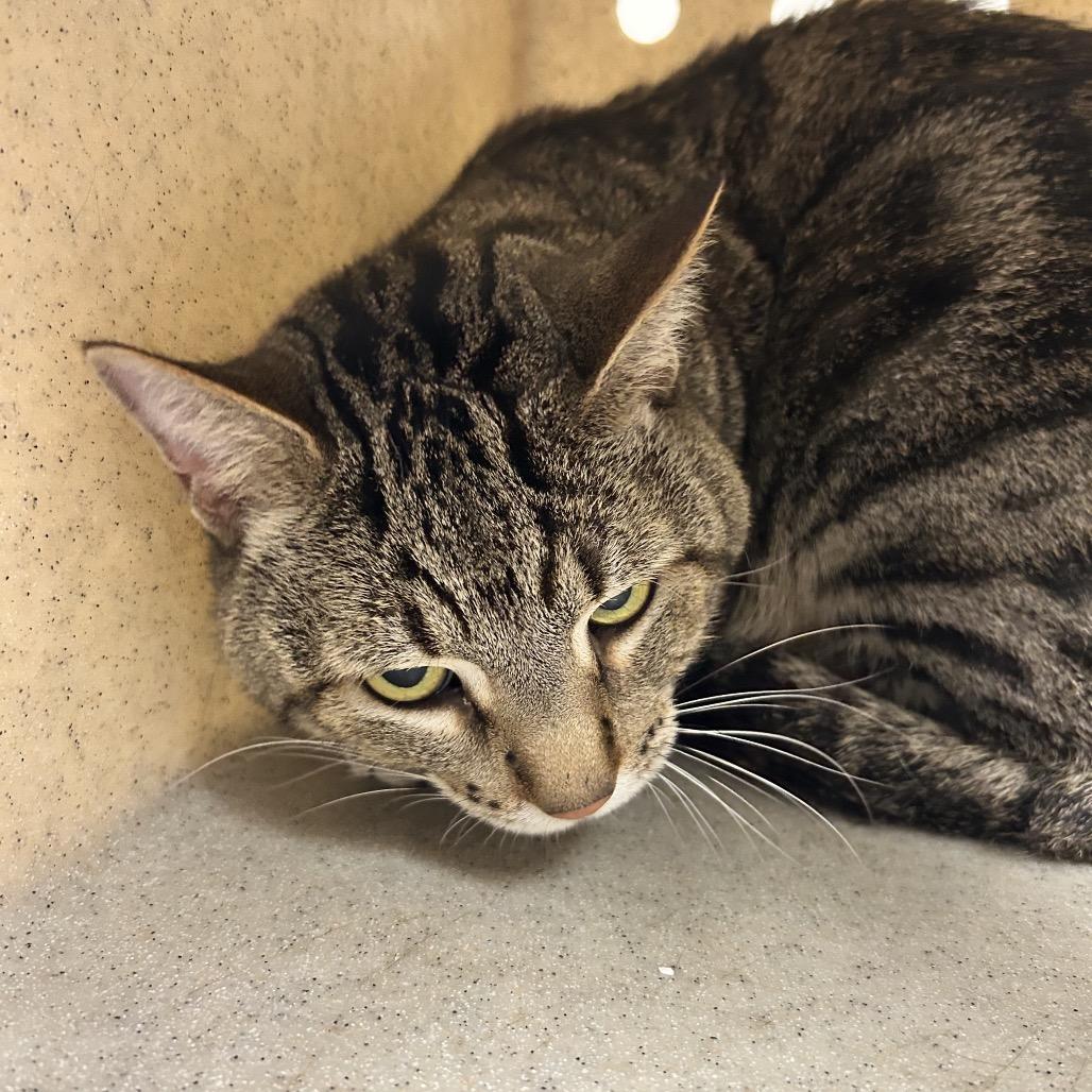 Shadow, a Adoptable Domestic Short Hair in Reno, NV image 1/2