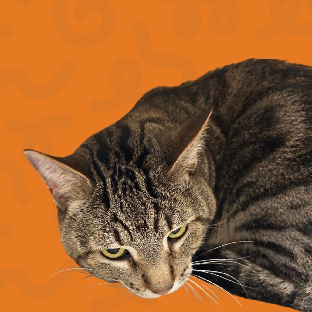 Shadow, a Adoptable Domestic Short Hair in Reno, NV image 2/2